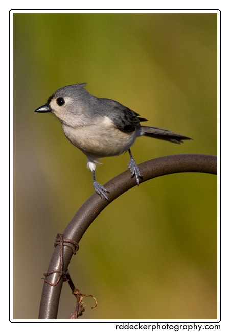 Tufted Titmouse at the feeder, between Newport, Havelock & Beaufort NC.